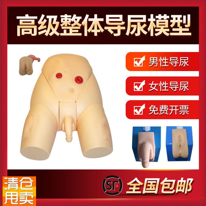 男女性别可互换整体导尿模型着装式内I外生殖器模具护士导尿练习