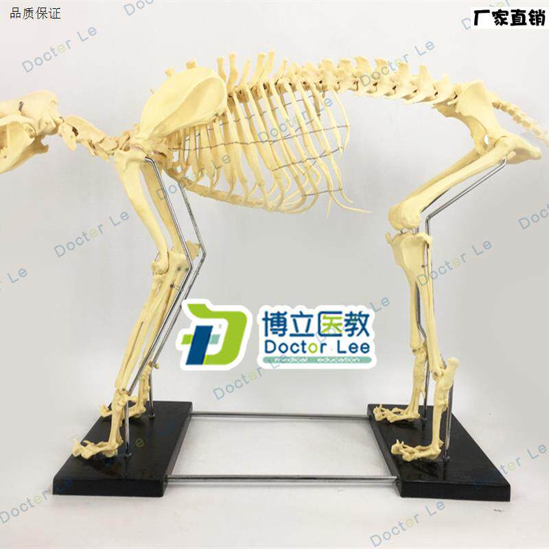 专业品质大型L彷真狗骨骼骨架模型犬骨骼教学演示模型狗骨架骨