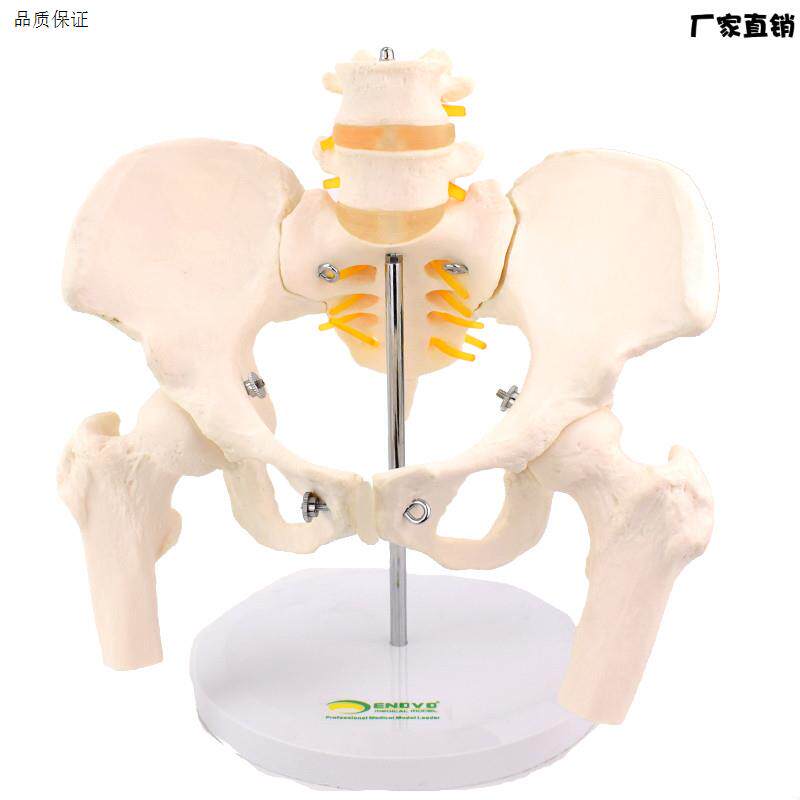 ENOVO颐诺女性骨盆康复矫p正模型产后恢复骨盆矫正产后骨盆结构演
