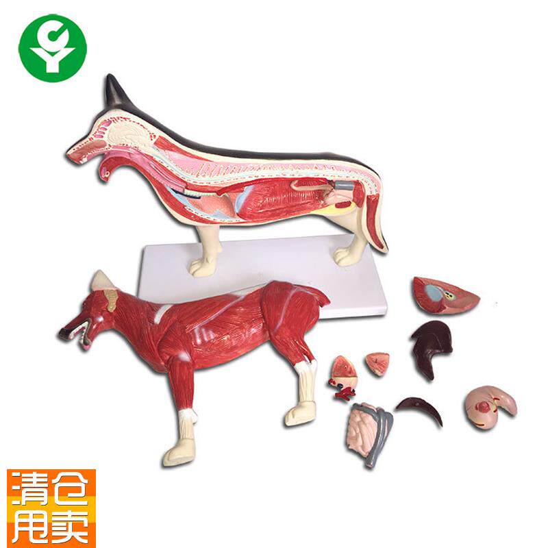 狗解剖模型狗模j型狗骨狗关节犬解剖犬模型犬关节狗标本