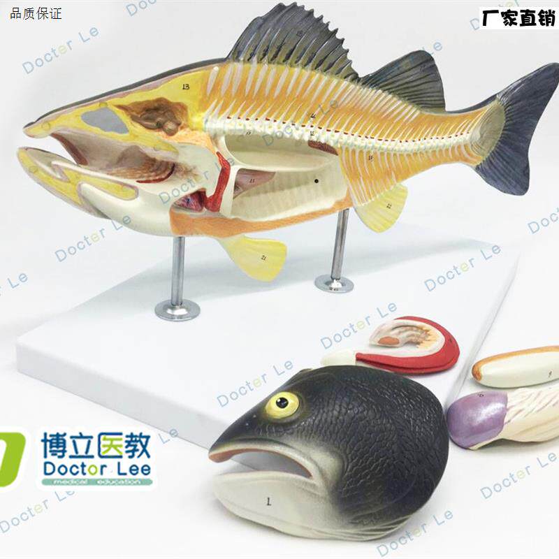 鱼解剖模型可M拆卸内脏生物动物模型水产养殖专业科学教学模型