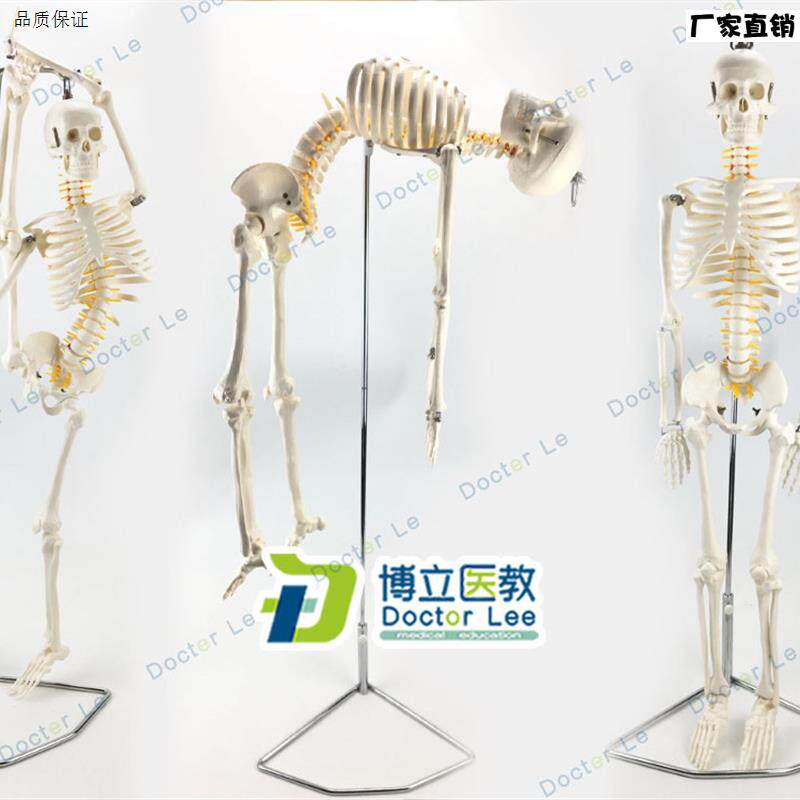 85cm人体骨骼模型骨架人体模型成人小骷Y髅教学模型脊椎全身骨架