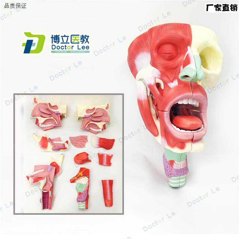 医用鼻口咽喉腔模型头面h部肌肉解剖模型鼻腔口腔模型咽喉