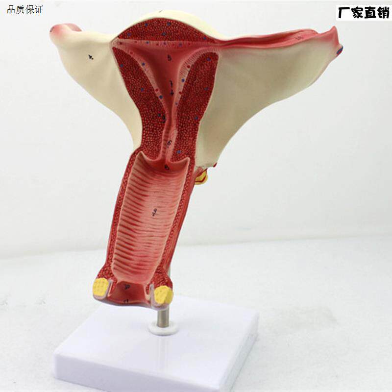 颐诺正品女性阴道子宫模型卵巢输卵g管模型女性生殖系统解剖妇科