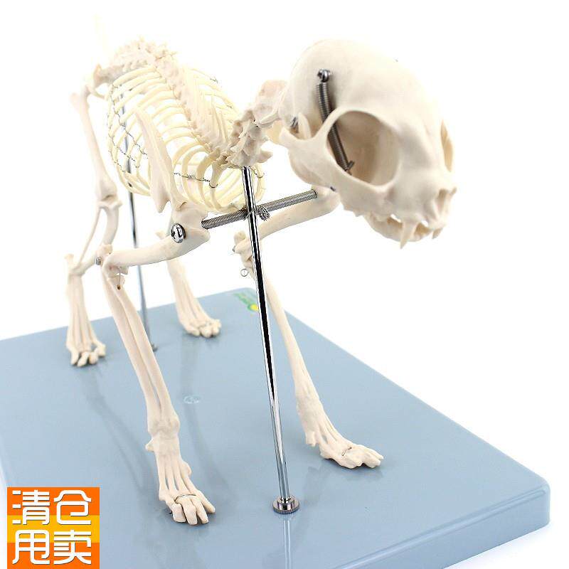ENOVO颐诺i猫全身骨骼解剖结构猫骨头脊柱关节骨盆标本宠物高职畜