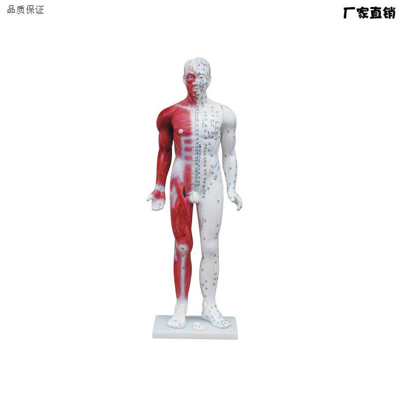 84cmN十四经穴标准针灸模型男模特人体经络模型中医针灸穴位模型