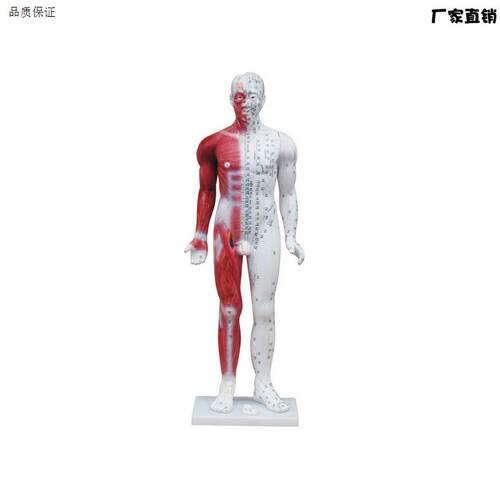 84cmN十四经穴标准针灸模型男模特人体经络模型中医针灸穴位模型
