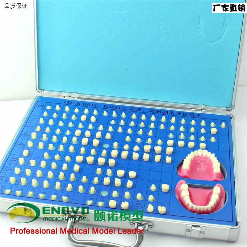 颐诺正品口腔学齿科备牙模E型牙体制备窝洞牙齿义齿加工模型
