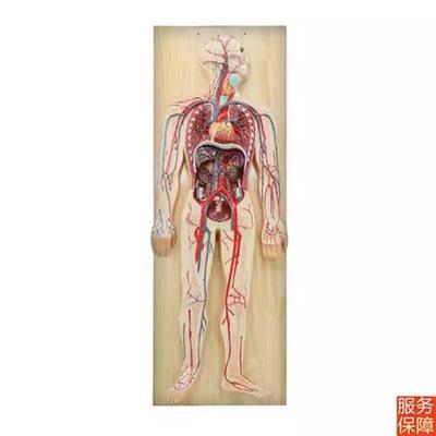 人体血液a循环系统模型人体肺循环心血管介入心脏解剖模型
