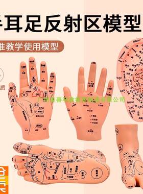 脚穴位模型足部底耳模耳s朵手经络手部推拿针灸足底脚模反射眼睛