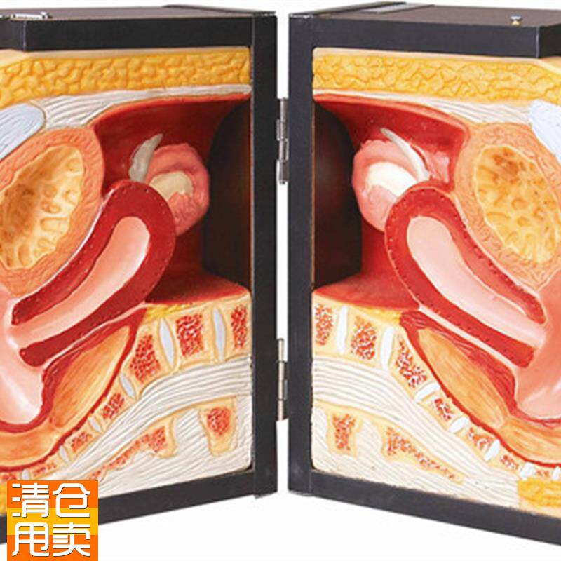 高级女性避d孕器指导训练模型阴道装置子宫教学模具