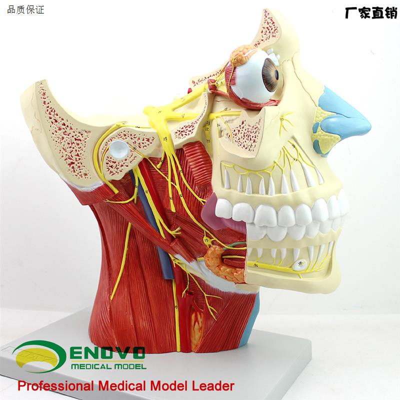颐诺正品12对颅脑神经模型神经内科外U科美容整形头部大脑模型