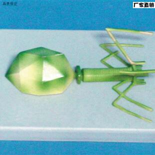 噬菌体病毒模型病毒结构模型生物教学医u学讲解展示