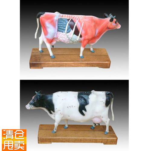 动物中医牛体针灸穴位练习模P型解剖标本模具