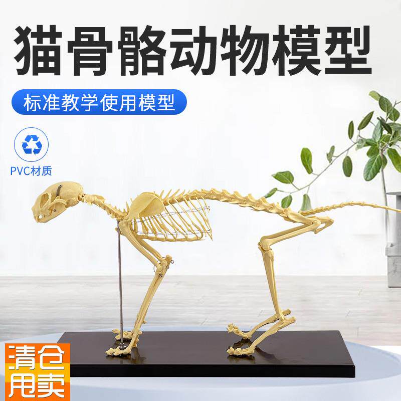 猫骨骼标本模h型教学骨架骨头骨骼模型骨科器械宠物动物猫