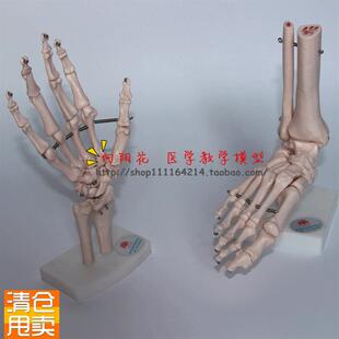 向阳花正b品手关节脚关节模型手骨尺骨桡骨模型人体骨骼关节模型