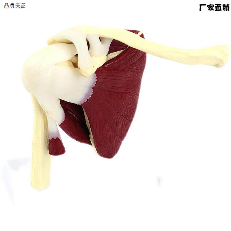 颐诺ENOVO肩袖肌群模型人体肩关q节附肌肉模型盂肱关节肩锁关节
