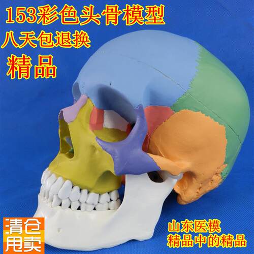 头骨模型骷髅模型仿真人头骨模型头H颅骨标本模型医学美术绘画