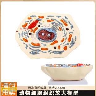 动物细胞模型显微结构解剖模型细胞膜细胞质X细胞核线粒体