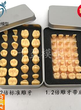 牙科口腔教学28颗牙齿标准模型12/2倍恒牙带底座学生雕刻牙参照