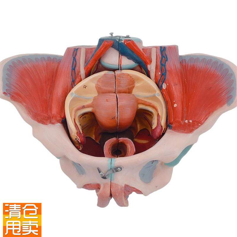 女性人体d骨盆附生殖器官模型