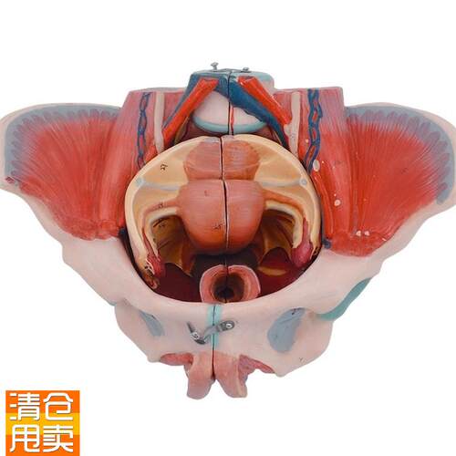 女性人体d骨盆附生殖器官模型