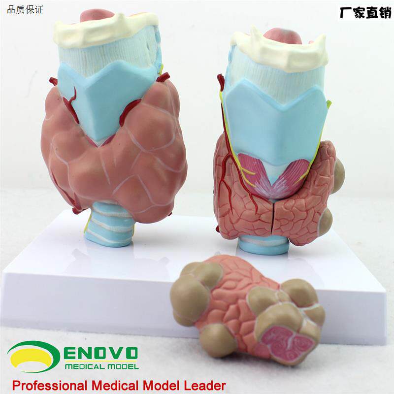 ENOVON正品人体甲状腺病理模型甲亢甲低甲减内分泌系统医学解剖