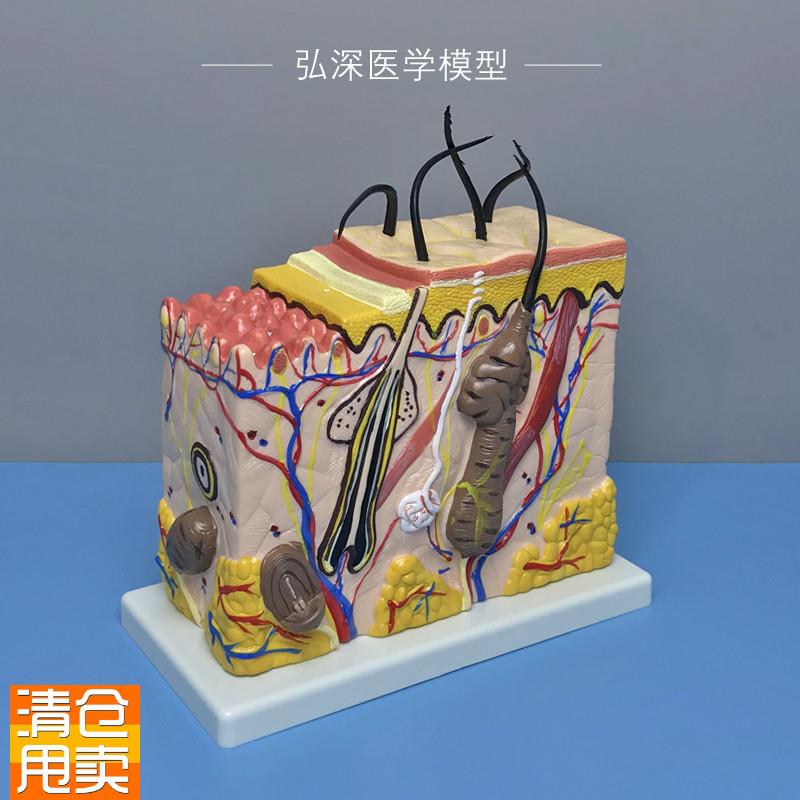 皮肤结构放大模型70倍人体皮肤A层次毛囊汗腺解剖毛发生长立体模