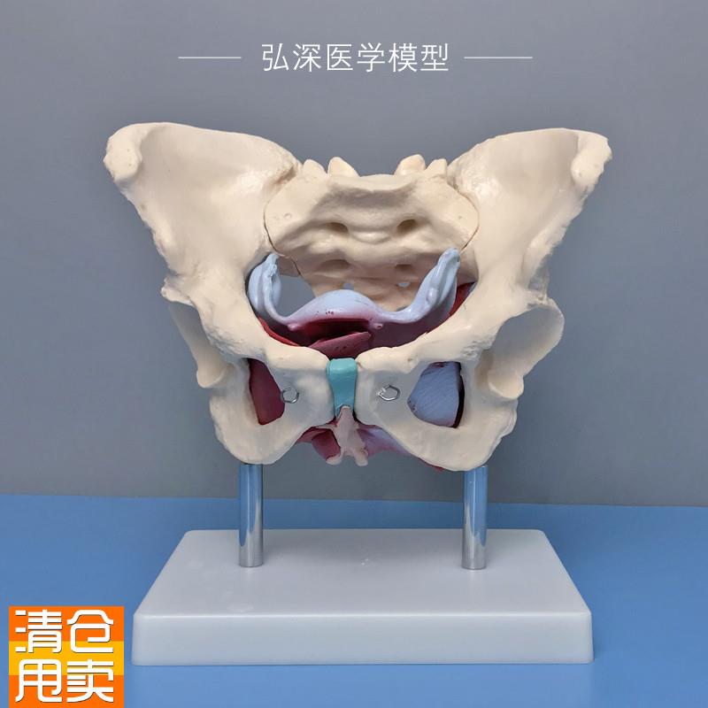 女性骨盆带盆底肌肉模型子宫卵巢人体器官产后康复U妇产科教学模