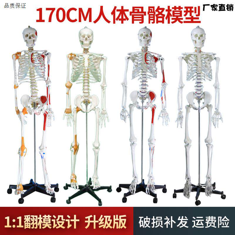 自然大人体骨骼r模型170CM成人大白骷髅标本教学脊椎全身骨架模型