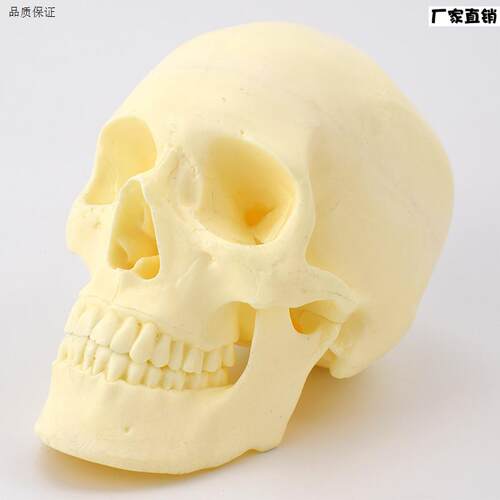 ENOVO颐诺手术摸拟实训人体J彷真头骨模型