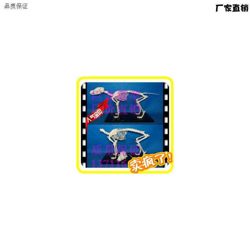 宠物骨科器械狗骨骼标本模型动物狗犬骨架狗骨k骼解剖组合兽用