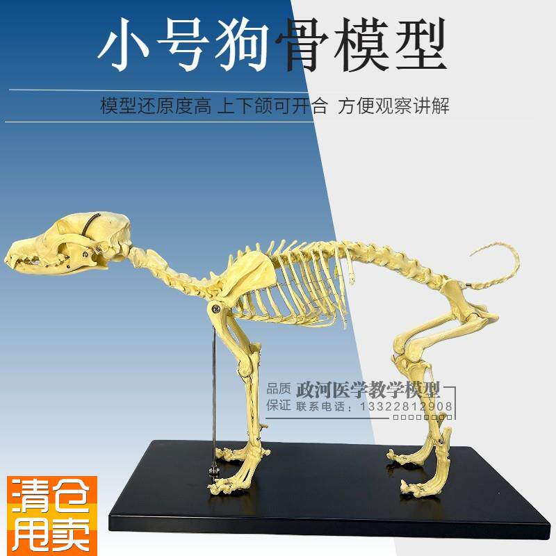宠物骨科器械狗骨骼标本模型全身动物狗猫犬教Q学骨架骨骼骨头模
