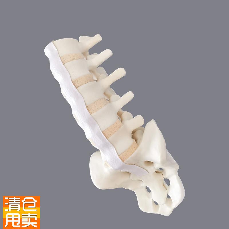 康泰医学模型仿真骨腰d椎松质神经韧带显影成像CT扫描重建骨科手