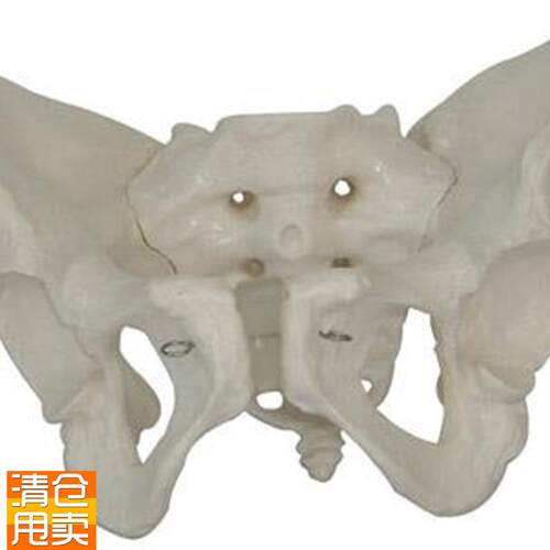 男性骨盆模型f骨骼模型骶骨耻骨结构造关节骨骼教学骨盆模型医学