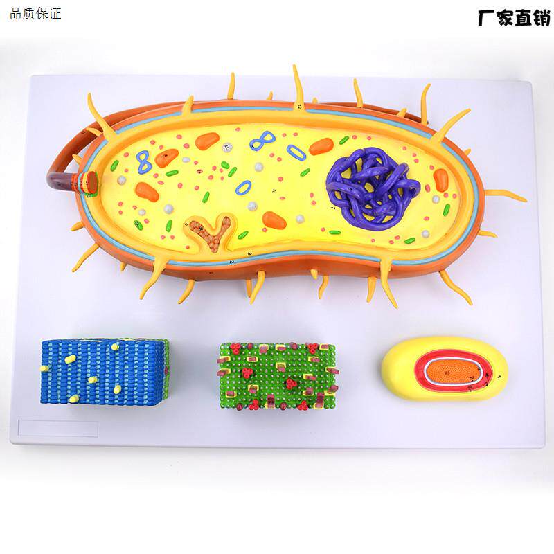 ENOVO颐诺放大版细菌结构模型细菌形态结构功能模m型生命科学生物