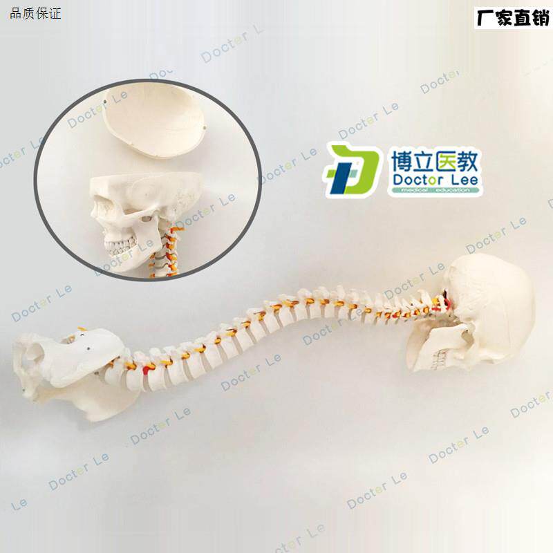 人体脊柱模型1:1成人正骨练习脊椎模型颈椎E腰椎模型脊柱带头骨模