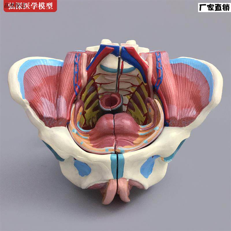 女性骨盆解剖教学模型HS-332D盆骨带生殖器适合13岁以上O人体解剖