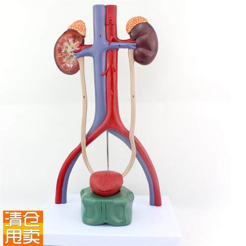 ENOVO颐诺人体泌尿r系统模型肾输尿管膀胱尿道解剖模型医学泌尿科
