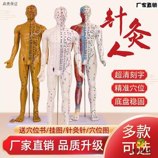 6085cm高清中医针灸穴位模型C图教学全身十二经络人体解剖小铜人