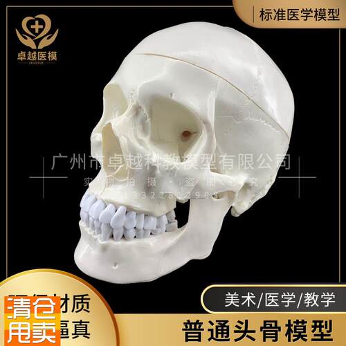 教学迷你小型骷髅头o模型仿真人体头颅骨医疗美术绘画头骨标本礼