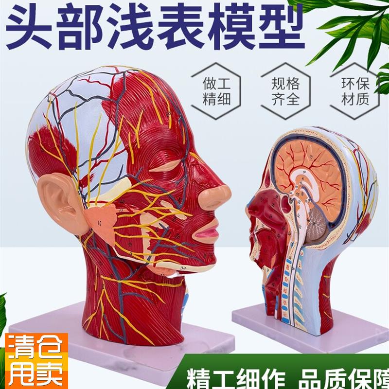 人体头骨带肌肉神经血管模型美容面部神经微整解剖头Z部模型解剖