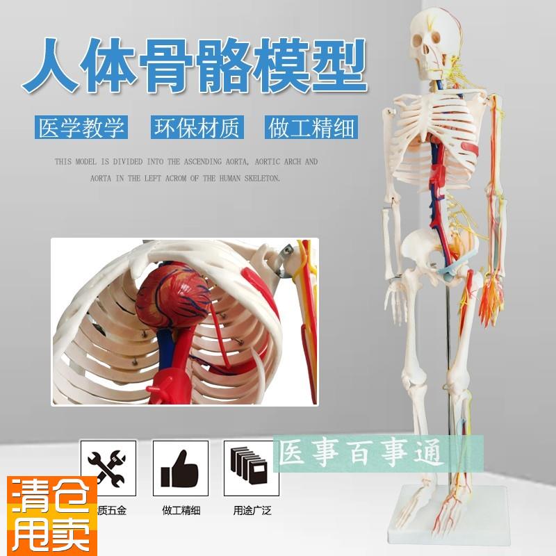 人体模型人体骨骼模型85CM人骨模型附主神经U与主动静脉模型