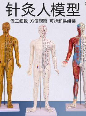 6085CMV中医针灸穴位人体模型十二经络图穴位铜人半肌肉骨骼内脏