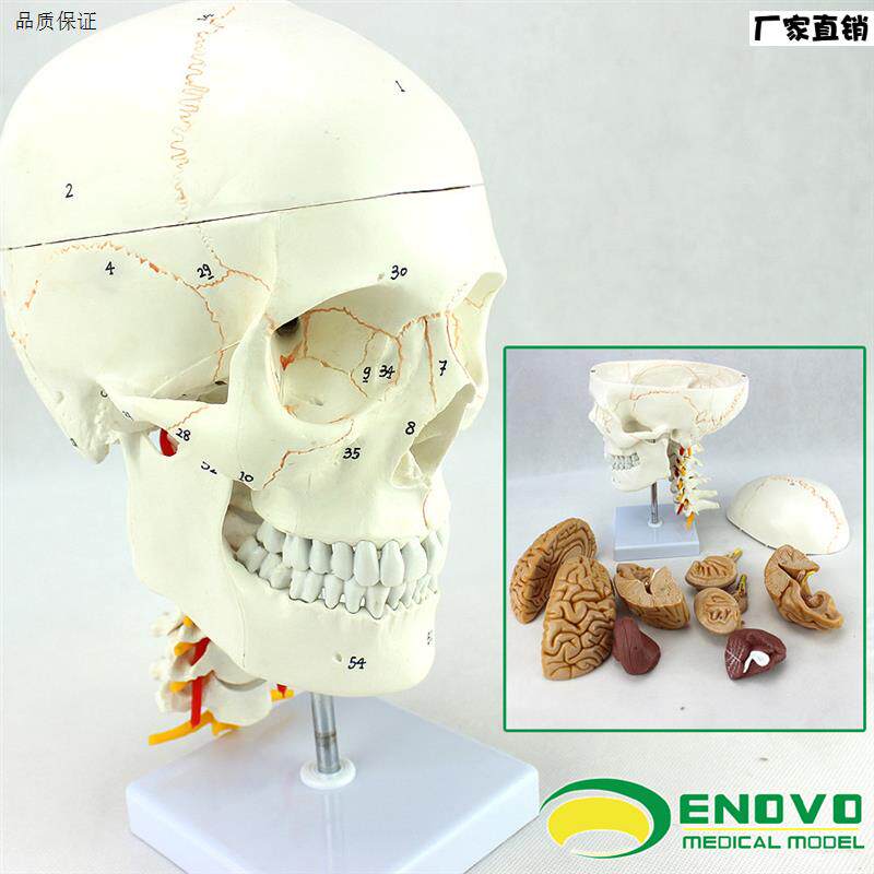 ENOVO颐诺医学人体头颅e骨大脑模型头骨模型1:1颅脑神经外科解剖
