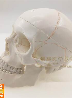 一比一医学仿真骷髅人头骨模型头颅K骨解剖标本数字编码标识