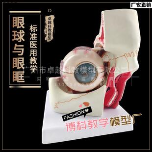 眼球与眼眶解剖结构放大模型r视神经模型感觉器模型眼科配镜验光