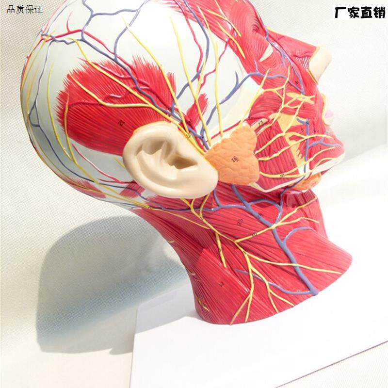 头面部附脑血i管神经模型颈部解剖学神经血管肌肉结构精品模型