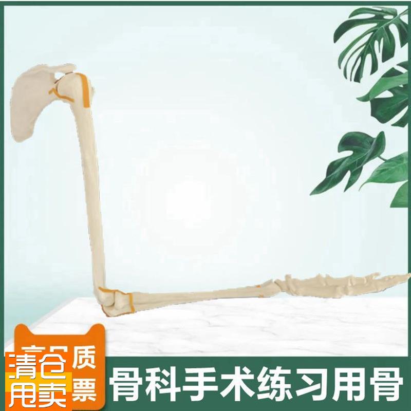 上肢骨模型肩关节肘关节手腕仿真骨临床手术实Q训切割骨质打孔假