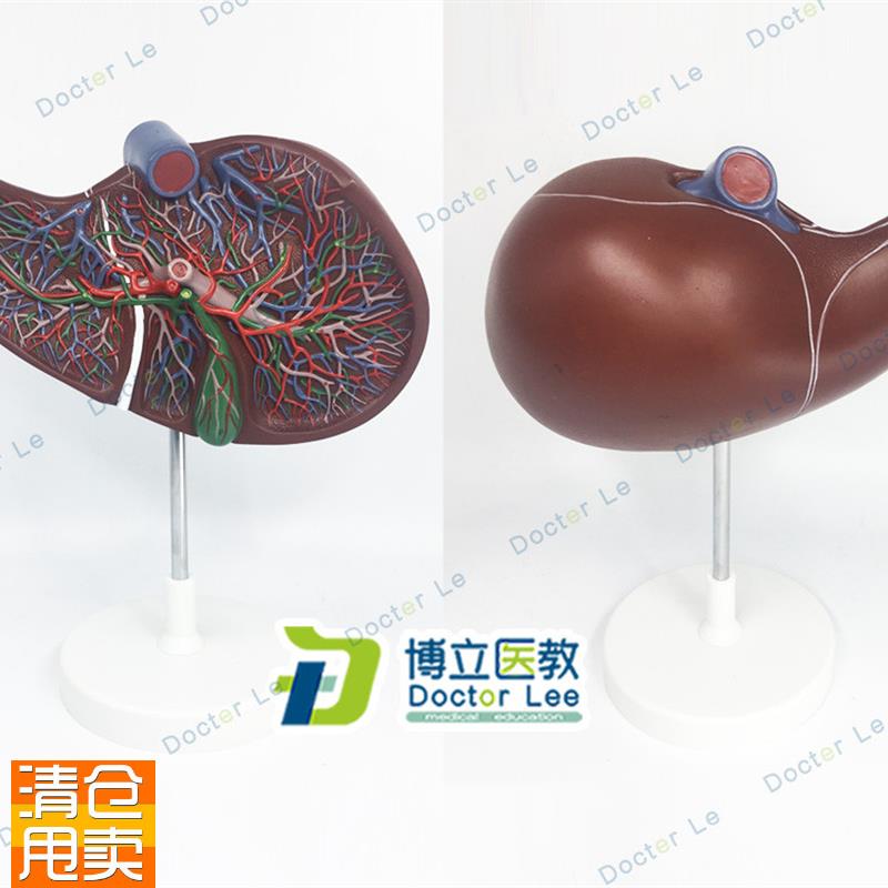 医学人体肝胆囊血管模s型肝脏模型消化外肝胆科消化系统带血管